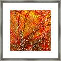 Colors Of Nature 9 Framed Print