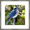 Colors Of Nature - Bluebird 002 Framed Print
