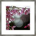 Colors Of Spring - Cherry Blossoms Framed Print