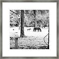 Colt And Mare Framed Print