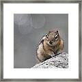 Columbian Ground Squirrel Framed Print