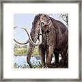 Columbian Mammoth Framed Print