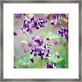 Columbine (aquilegia Atrata) Framed Print