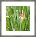 Columbine With Flower And Buds Framed Print