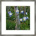 Columbouquet Framed Print