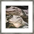 Florida Alligators Come Closer Framed Print