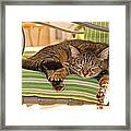 Comfy Kitty Framed Print