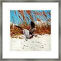 Windy Seagull Landing Framed Print