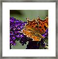 Comma Butterfly On Buddleia Framed Print