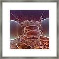 Common Blue Damselfly Eyes, Sem Framed Print