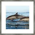 Common Dolphins Framed Print