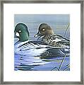 Common Goldeneye Framed Print