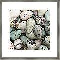 Common Guillemot Eggs Iceland Framed Print