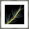 Common House Mosquito Antenna Framed Print