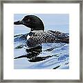 Common Loon Framed Print