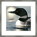Common Loon On Lake In Summer Wyoming Framed Print