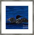 Common Loon Preening Framed Print Common Loon Preening Framed Print