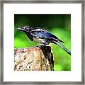 Common Magpie Framed Print