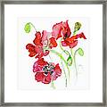 Common Poppy Papaver Rhoeas Framed Print