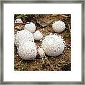 Common Puffball Dewdrop Harvest Framed Print