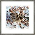 Common Sparrow Framed Print