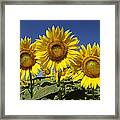 Common Sunflower Flowers Japan Framed Print