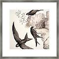 Common Swift, 19th Century Framed Print