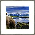 Composite Grizzly Stands In Front Of Framed Print