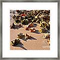 Conch Collection Framed Print