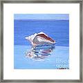 Conch On The Edge Framed Print