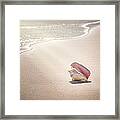Conch Shell On Pink Sand Beach, Harbour Framed Print