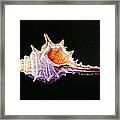 Conch Shell Framed Print