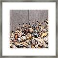 Conchs And Shells Framed Print