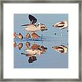 Shore Birds Congregation Framed Print