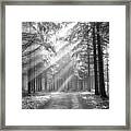 Coniferous Forest In Early Morning Framed Print
