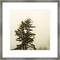 Coniferous Tree In Winter Framed Print