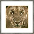 Contact Eyes Framed Print