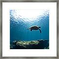 Contemplation Framed Print