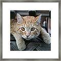 Cool Cat Named Calvin Framed Print