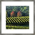 Coombsville Vineyard Framed Print