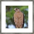 Cooper's Hawk I Framed Print