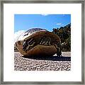 Cooter Turtle Framed Print