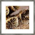 Coral In The Sand Framed Print