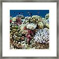 Coral Reef Diversity Fiji Framed Print
