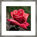 Coral Rose Framed Print