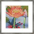 Coral Waterlilies Framed Print