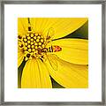 Coreopsis And Hoverfly Framed Print