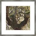 Cork Oak Tree Framed Print