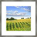 Corn Field 1 Framed Print