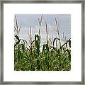 Corn Field Framed Print